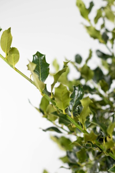Common holly Ilex aquifolium hedge 60-80 root ball Ilex aquifolium 60-80 cm