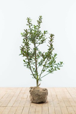 Common holly Ilex aquifolium hedge 80-100 root ball Ilex aquifolium 80-100 cm