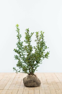 Holly Ilex aquifolium 'Alaska' hedge 60-80 root ball Ilex aquifolium 'Alaska' 60-80 cm
