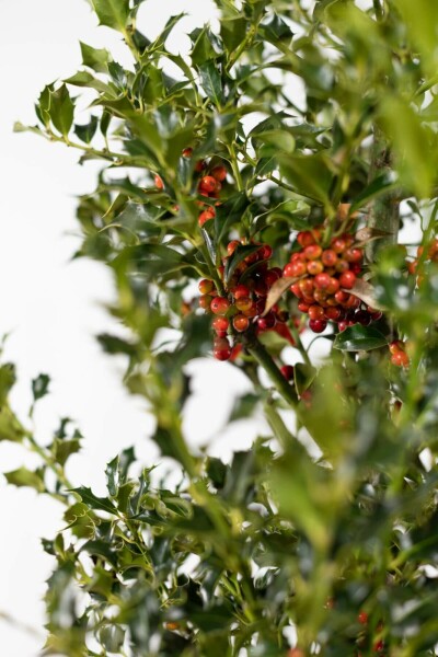 Holly Ilex aquifolium 'Alaska' hedge 60-80 root ball Ilex aquifolium 'Alaska' 60-80 cm