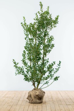 Holly Ilex aquifolium 'Alaska' hedge 125-150 root ball Ilex aquifolium 'Alaska' 125-150 cm