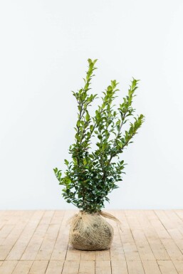Blue holly Ilex × meserveae 'Blue Maid' hedge 60-80 root ball Ilex × meserveae 'Blue Maid' 60-80 cm