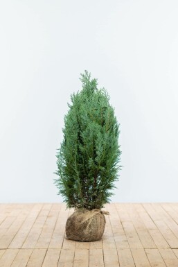 Lawson's cypress Chamaecyparis lawsoniana 'Columnaris Glauca' hedge 60-80 root ball Chamaecyparis lawsoniana 'Columnaris Glauca' 60-80 cm