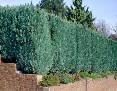 Lawson's cypress Chamaecyparis lawsoniana 'Columnaris Glauca' hedge 60-80 root ball