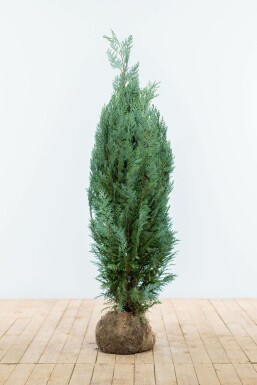 Lawson's cypress Chamaecyparis lawsoniana 'Columnaris Glauca' hedge 100-120 root ball Chamaecyparis lawsoniana 'Columnaris Glauca' 100-120 cm