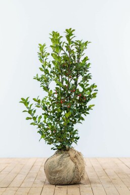 Blue holly Ilex × meserveae 'Heckenfee' hedge 60-80 root ball Ilex × meserveae 'Heckenfee' 60-80 cm