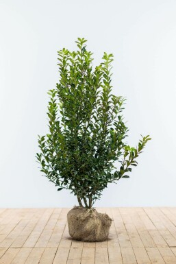 Blue holly Ilex × meserveae 'Heckenpracht' hedge 60-80 root ball Ilex × meserveae 'Heckenpracht' 60-80 cm