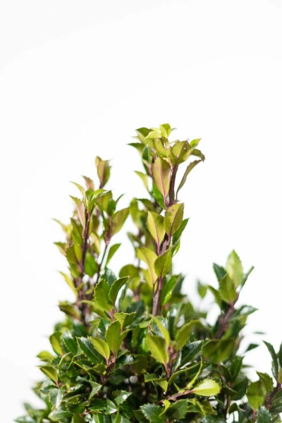 Blue holly Ilex × meserveae 'Heckenpracht' hedge 60-80 root ball Ilex × meserveae 'Heckenpracht' 60-80 cm