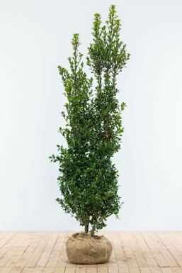 Blue holly Ilex × meserveae 'Heckenpracht' hedge 175-200 root ball