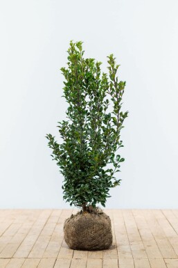 Blue holly Ilex × meserveae 'Heckenstar' hedge 60-80 root ball Ilex × meserveae 'Heckenstar' 60-80 cm