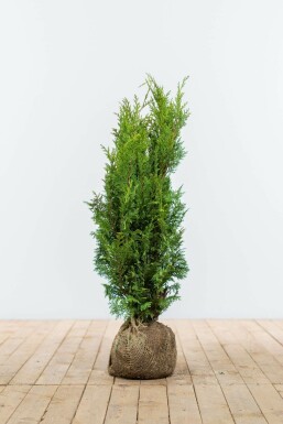 Lawson's cypress Chamaecyparis lawsoniana 'Ivonne' hedge 60-80 root ball Chamaecyparis lawsoniana 'Ivonne' 60-80 cm