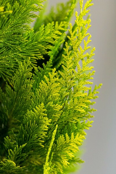 Lawson's cypress Chamaecyparis lawsoniana 'Ivonne' hedge 60-80 root ball Chamaecyparis lawsoniana 'Ivonne' 60-80 cm