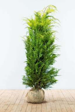 Lawson's cypress Chamaecyparis lawsoniana 'Ivonne' hedge 160-180 root ball Chamaecyparis lawsoniana 'Ivonne' 160-180 cm