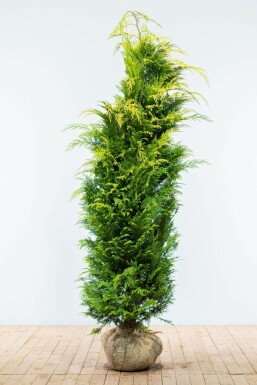 Lawson's cypress Chamaecyparis lawsoniana 'Ivonne' hedge 180-200 root ball Chamaecyparis lawsoniana 'Ivonne' 180-200 cm