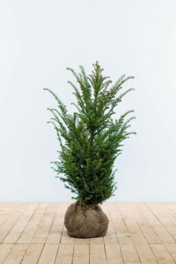 Common yew Taxus baccata hedge 60-80 root ball Taxus baccata 60-80 cm