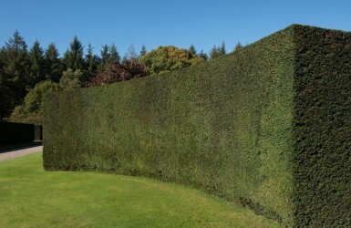 Common yew Taxus baccata hedge 60-80 root ball