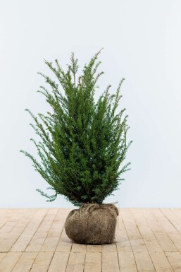 Common yew Taxus baccata hedge 80-100 root ball Taxus baccata 80-100 cm