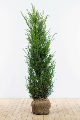 Common yew Taxus baccata hedge 120-140 root ball Taxus baccata 120-140 cm