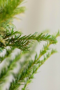 Common yew Taxus baccata hedge 120-140 root ball