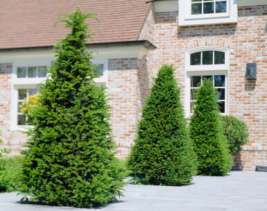 Common yew Taxus baccata hedge 120-140 root ball