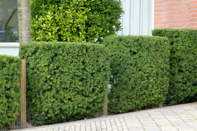 Common yew Taxus baccata hedge 120-140 root ball