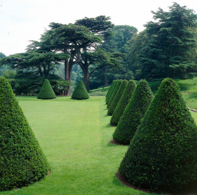 Common yew Taxus baccata hedge 120-140 root ball