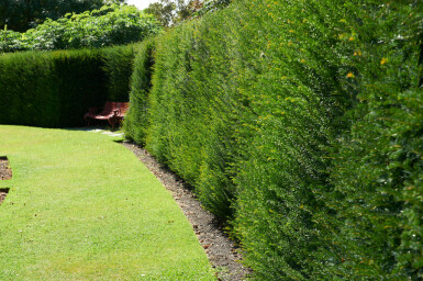 Common yew Taxus baccata hedge 120-140 root ball