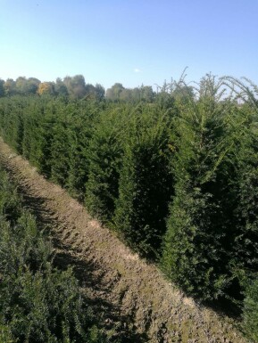 Common yew Taxus baccata hedge 120-140 root ball