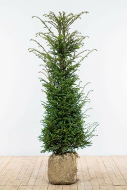 Common yew Taxus baccata hedge 140-160 root ball Taxus baccata 140-160 cm