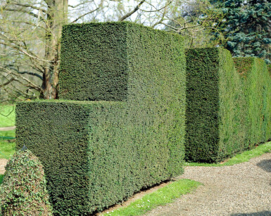 Common yew Taxus baccata hedge 140-160 root ball