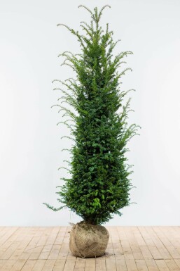 Common yew Taxus baccata hedge 160-180 root ball Taxus baccata 160-180 cm