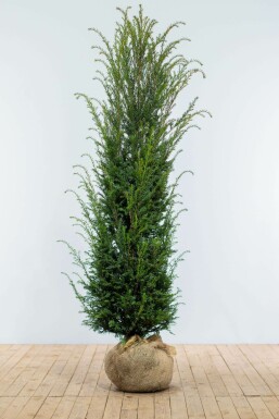Common yew Taxus baccata hedge 180-200 root ball Taxus baccata 180-200 cm