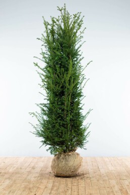 Common yew Taxus baccata hedge 200-225 root ball Taxus baccata 200-225 cm