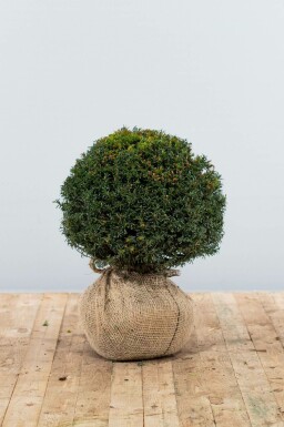 Common yew Taxus baccata ball 30-40 root ball Taxus baccata 30-40 cm