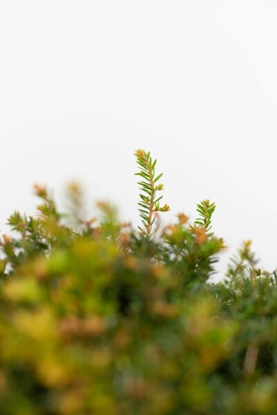 Common yew Taxus baccata ball 30-40 root ball Taxus baccata 30-40 cm