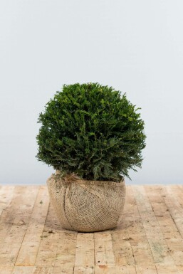 Common yew Taxus baccata ball 40-50 root ball