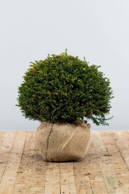 Common yew Taxus baccata ball 50-60 root ball