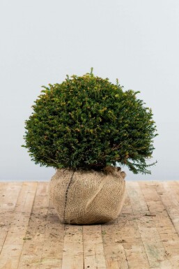 Common yew Taxus baccata ball 50-60 root ball Taxus baccata 50-60 cm