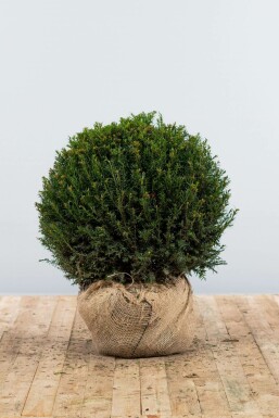Common yew Taxus baccata ball 60-70 root ball Taxus baccata 60-70 cm