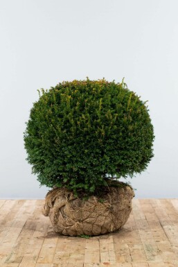 Common yew Taxus baccata ball 70-80 root ball Taxus baccata 70-80 cm