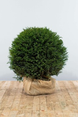 Common yew Taxus baccata ball 80-90 root ball Taxus baccata 80-90 cm