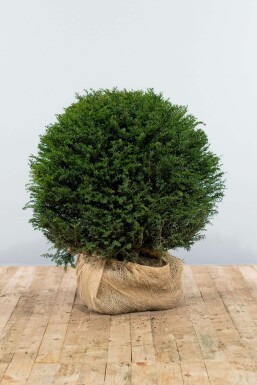 Common yew Taxus baccata ball 80-90 root ball