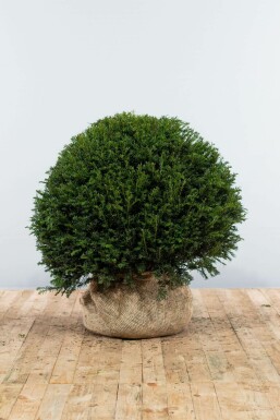 Common yew Taxus baccata ball 90-100 root ball Taxus baccata 90-100 cm