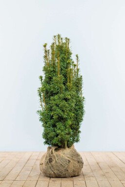 Yew Taxus baccata 'David' hedge 60-80 root ball
