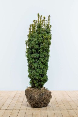 Yew Taxus baccata 'David' hedge 80-100 root ball