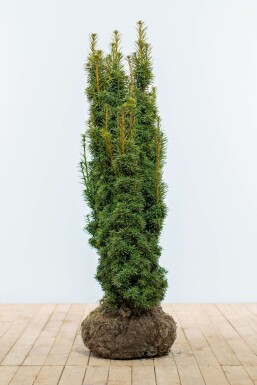 Yew Taxus baccata 'David' hedge 100-120 root ball
