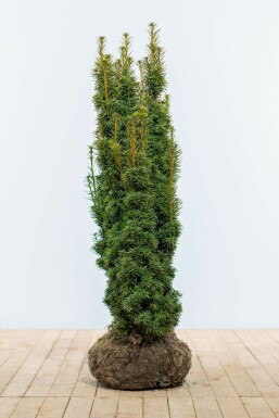 Yew Taxus baccata 'David' hedge 100-120 root ball Taxus baccata 'David' 100-120 cm