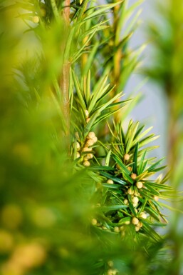 Yew Taxus baccata 'David' hedge 100-120 root ball