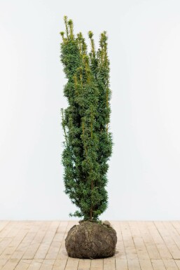 Yew Taxus baccata 'David' hedge 120-140 root ball Taxus baccata 'David' 120-140 cm