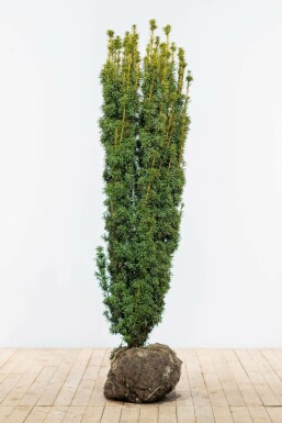 Yew Taxus baccata 'David' hedge 140-160 root ball